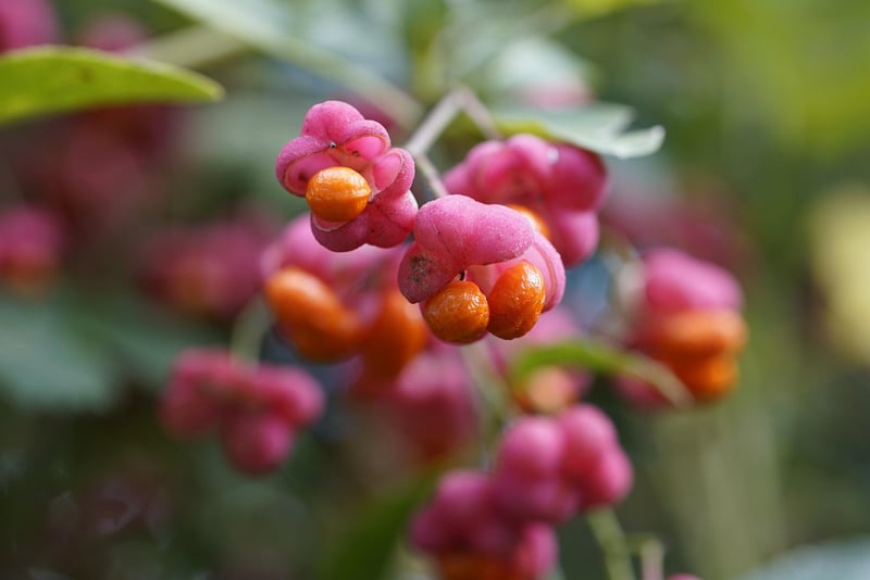 Exotic Fruits